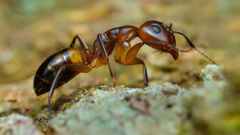 Argentine ant trail crawling along a Corona home kitchen counter