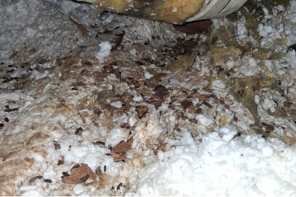 How Much Does Pest Control Cost in Corona, CA?
