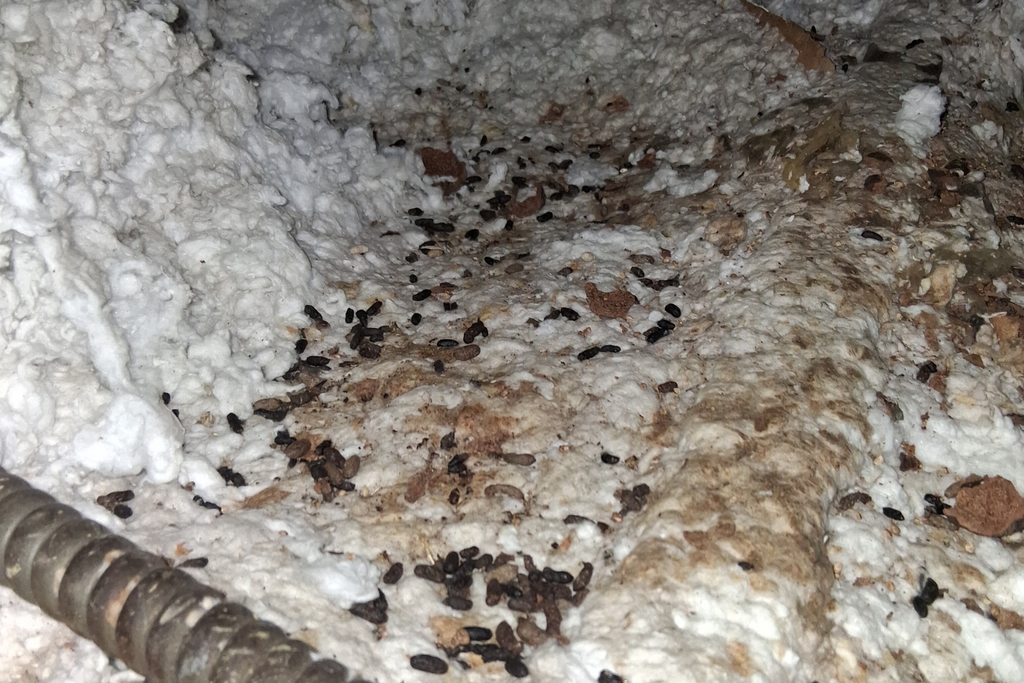 How Much Does Pest Control Cost in Corona, CA?