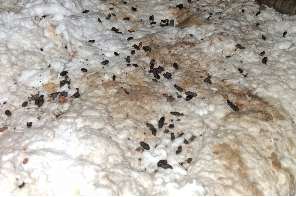 How Much Does Pest Control Cost in Corona, CA?