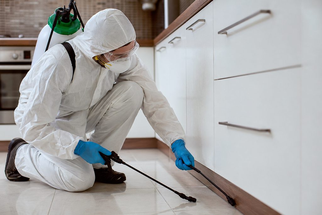 DIY Pest Control vs Professional Pest Control: Which Is Better?