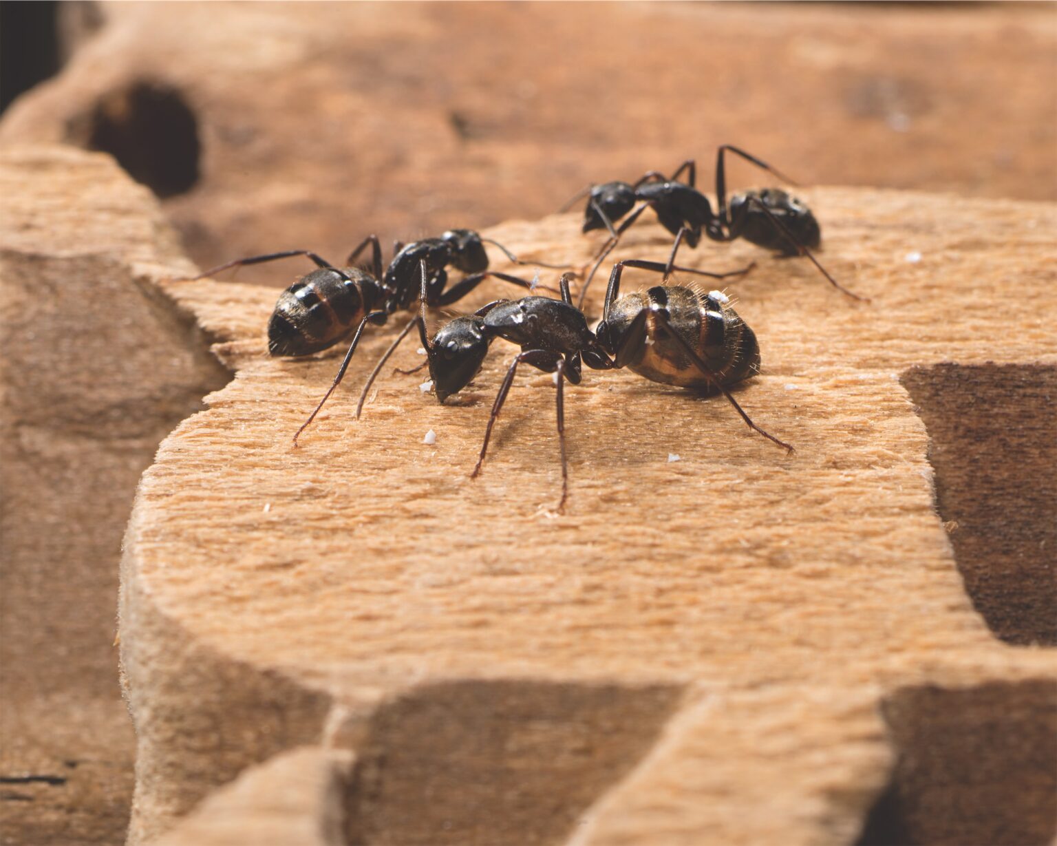 Ant Control Services