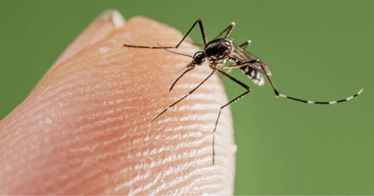 Mosquito Control Service