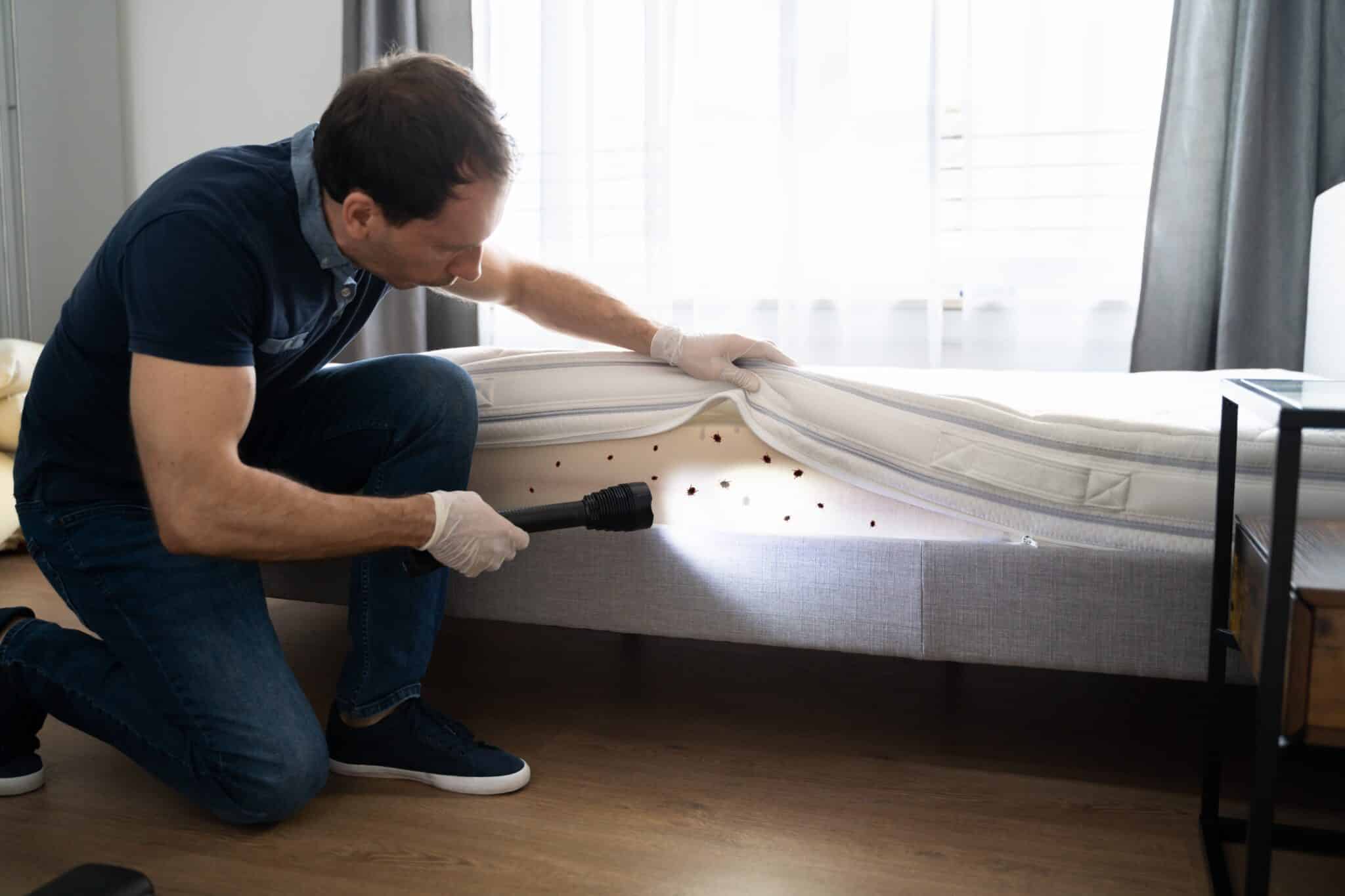 Commercial Spaces Can Face Bed Bug Problems Too