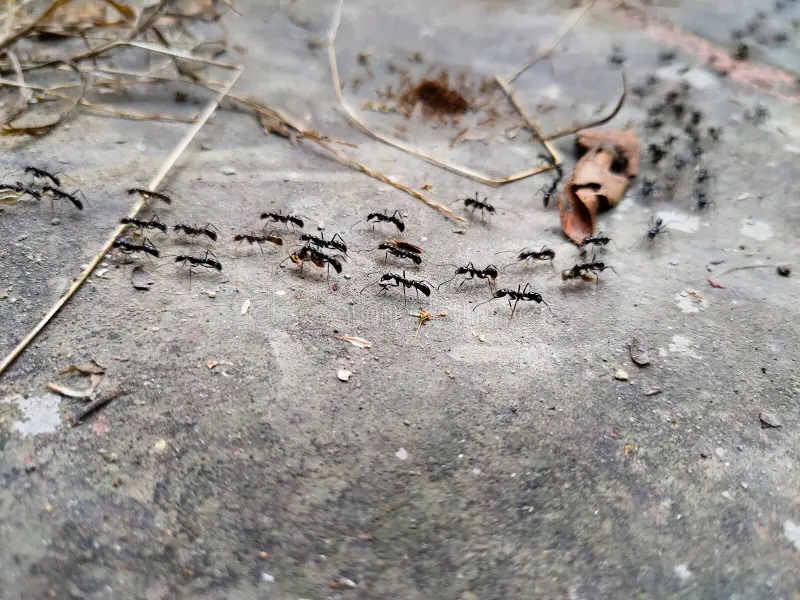 Ant Control Service