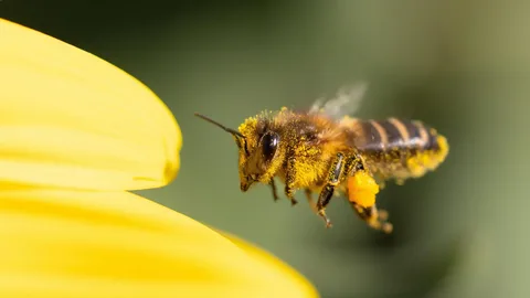 When Bee Activity Becomes Hard To Ignore