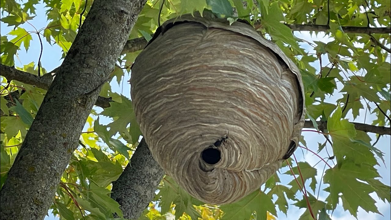 Outdoor Areas Can Attract Hidden Wasp Activity