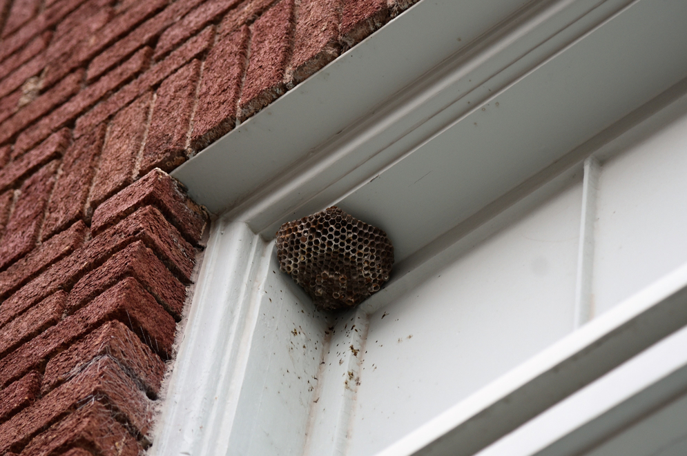 Wasp Control Services in Corona, CA
