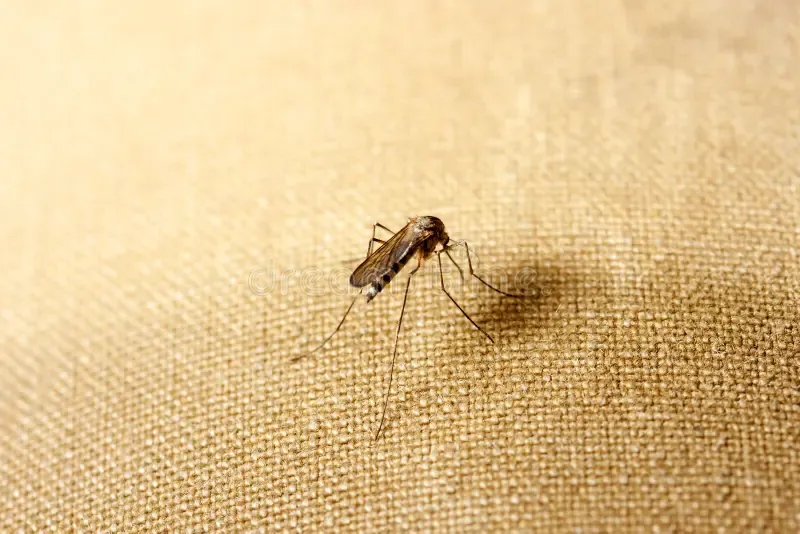 Mosquito Control Service