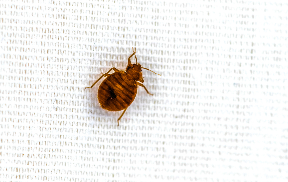 Bed Bugs: What They Are and How to Get Rid of Them for Good