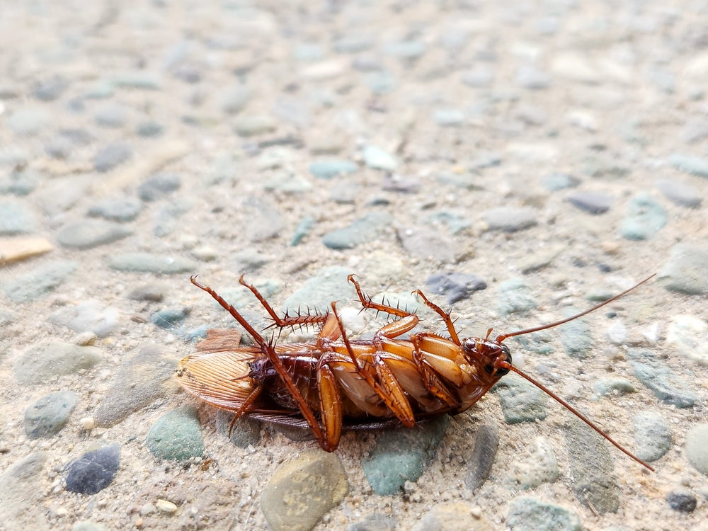 A,dead,cockroach,on,the,floor
