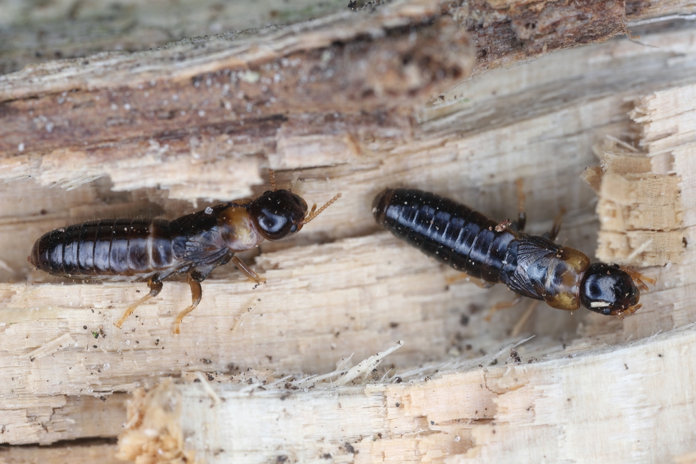 How To Tell if You Have Drywood Termites? | CA