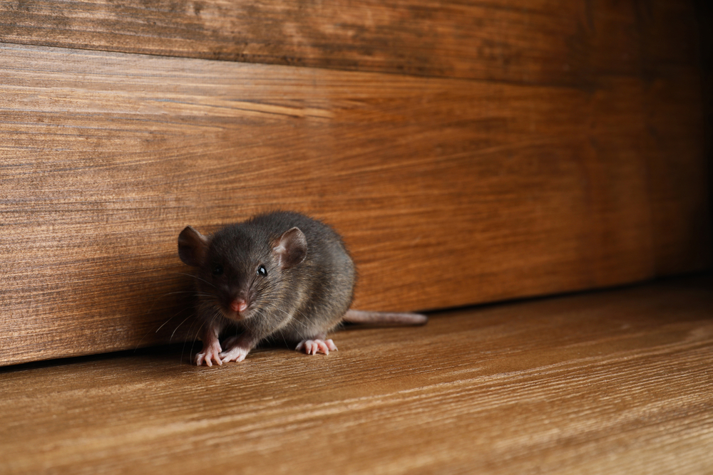 Rats in the Walls: Why California Rodent Control Peaks Between November and February
