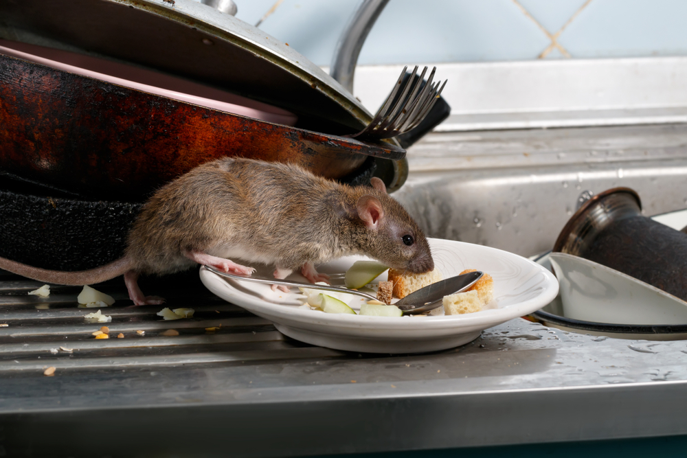 Rodent Control 101: Keeping Mice and Rats Out of Your House