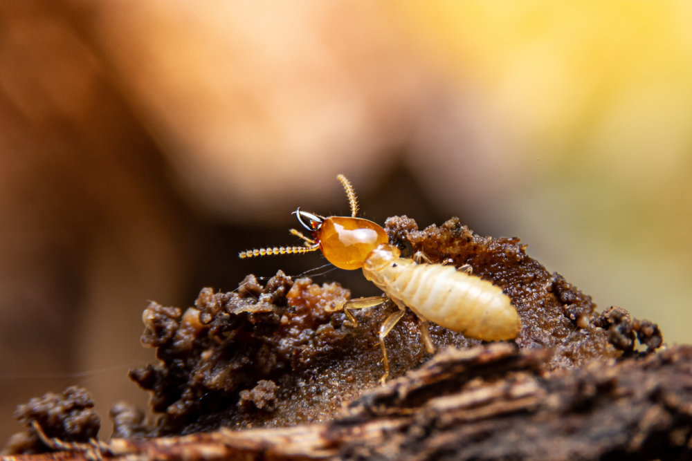 Garden Invaders? Identifying and Managing Outdoor Termite Colonies in California
