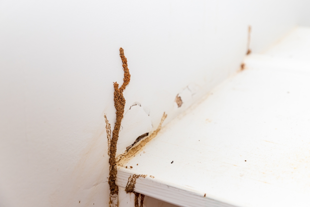 The Repair Factor: Services That Restore Your Property After Termite or Rodent Damage in LA