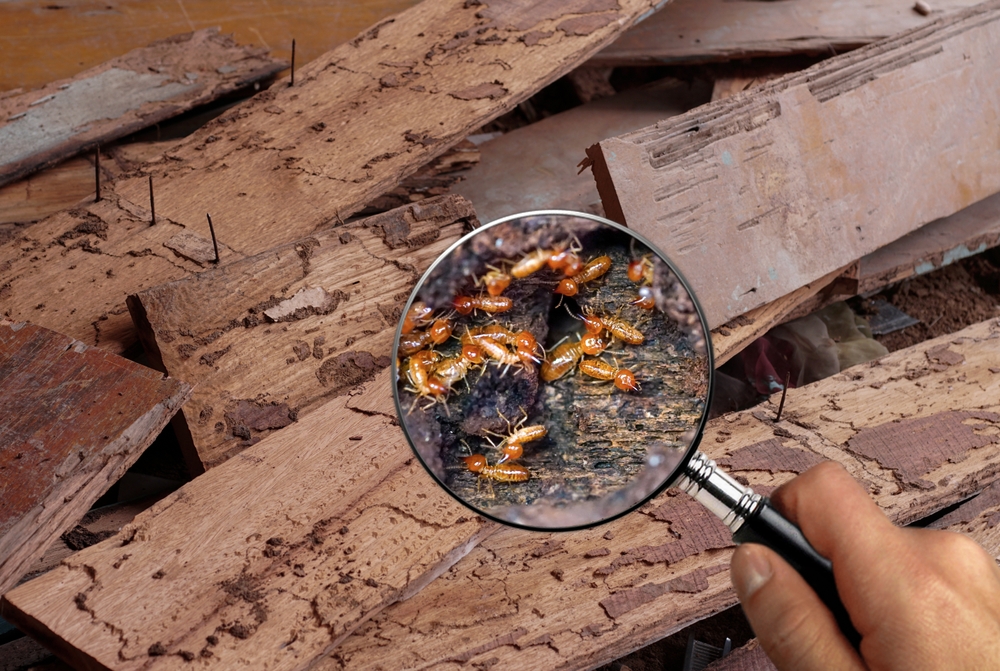 Termite Swarms in Los Angeles: When to Worry and What to Do Immediately