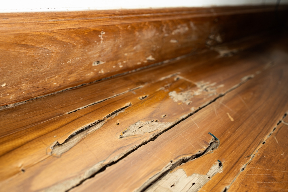 Beyond the Treatment: Why You Need a Pest Expert Who Can Repair Termite Damage