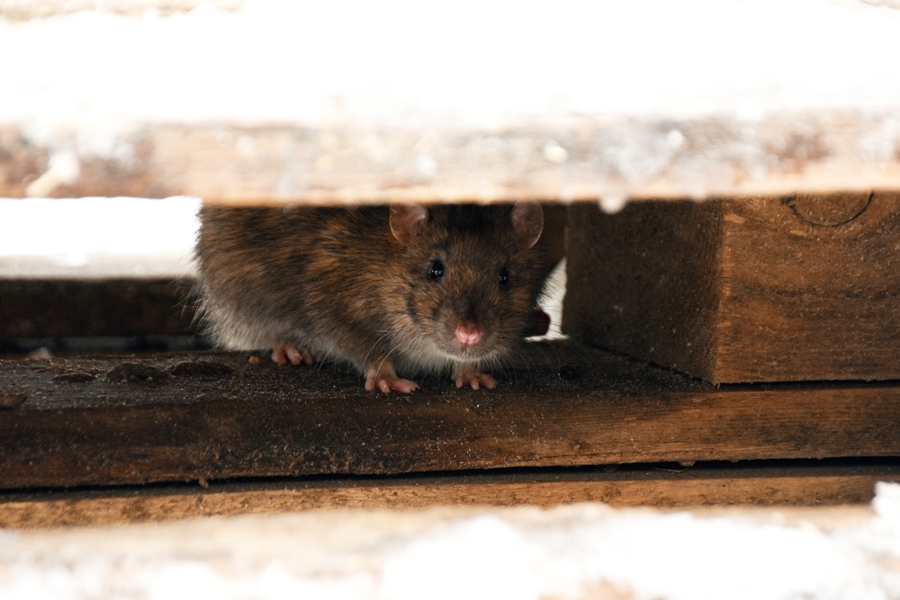 Winter Is Coming… Indoors: The Top 5 Pests Seeking Shelter in Your California Home