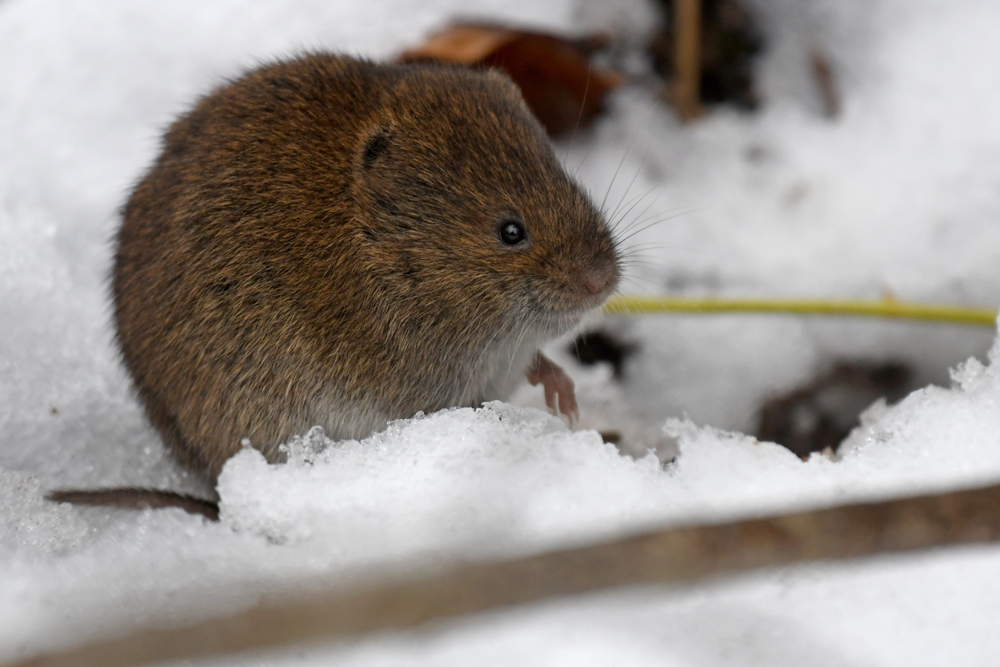 The Winter Invasion: Why Corona Homes See More Rats and Mice Indoors