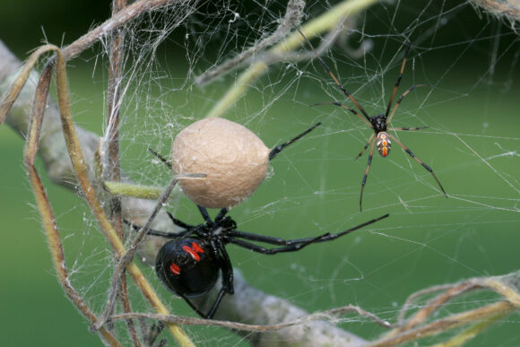 Black,widow,spider, Female,,male,and,egg,sac