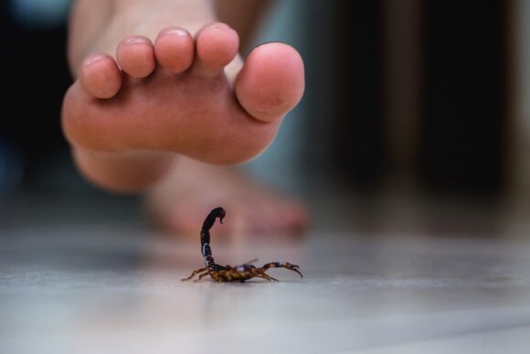 Foot,stepping,on,a,scorpion,,poisonous,animal,care.,scorpion,epidemic